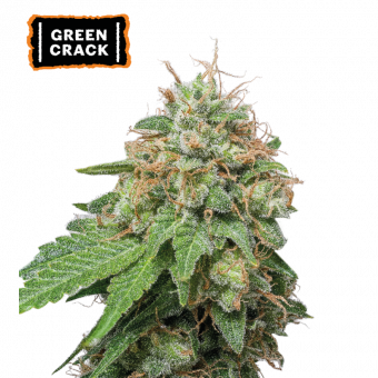 Green Crack Auto - картинка 1