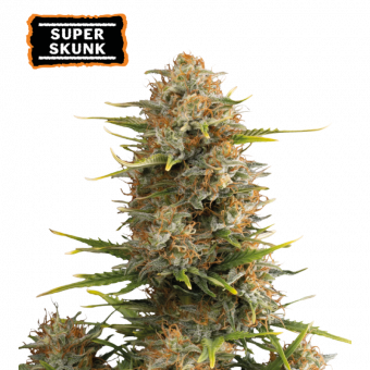 Super Skunk Auto - картинка 1