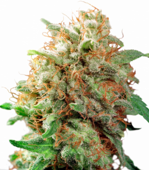 CBD Mazar - картинка 1