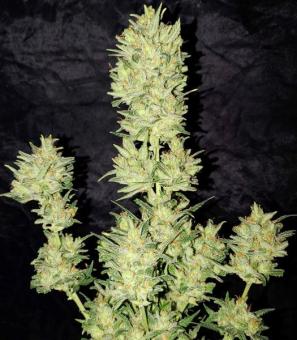 OG Kush Auto - картинка 8
