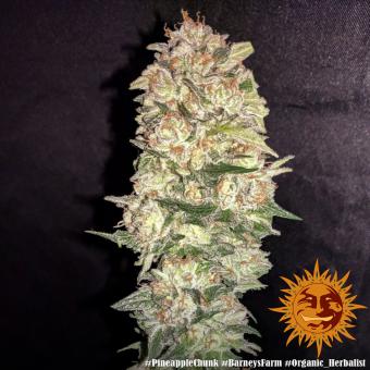 Pineapple Chunk - картинка 2