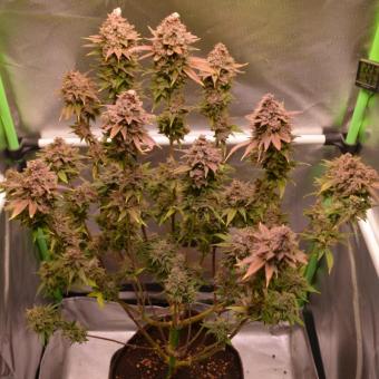 Auto Candy XXL genetics - картинка 6