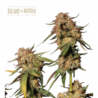 Blue Moby - картинка 1