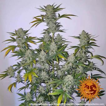 Pineapple Express auto - картинка 5