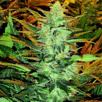 Lowryder Auto regular (IBL) - картинка 8