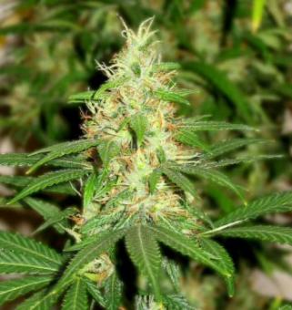 Master Kush - картинка 5