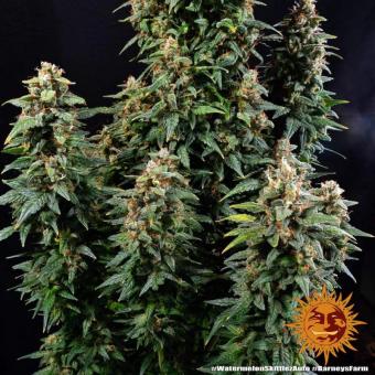 Watermelon Zkittlez Auto - картинка 11