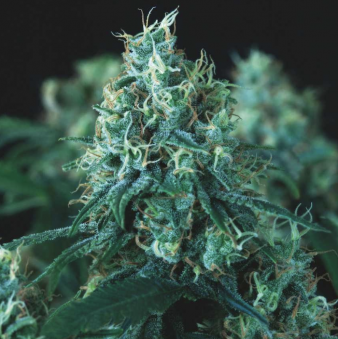 Kryptonite Fast - картинка 1