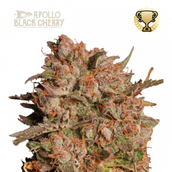 Apollo Black Cherry Auto - картинка 1