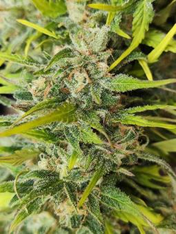 Candy Bubatz XL - картинка 2