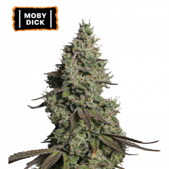 Moby Dick Auto - картинка 1