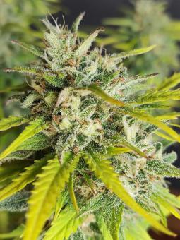 Candy Bubatz XL - картинка 3