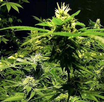 Master Kush - картинка 6