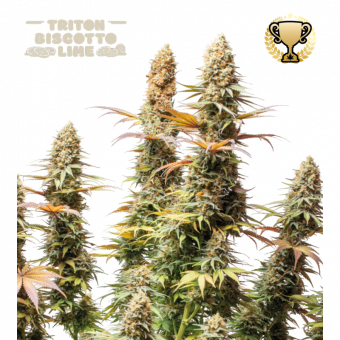 Triton Biscotto Lime - картинка 1