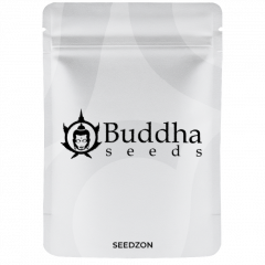 Buddha Auto Tangie