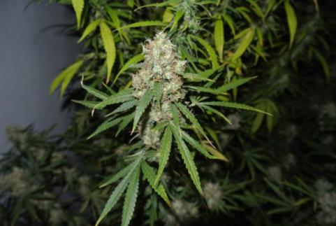 CBD Mazar - картинка 3