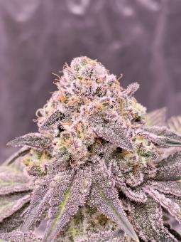 69.G - картинка 3